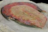 Colorful, Harpides Trilobite - Draa Valley, Morocco #170707-3
